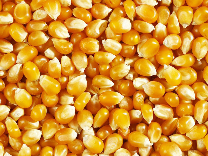 Corn