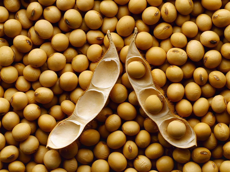 Soybean